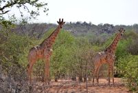 11_Tag_Giraffe03