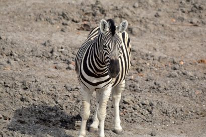 12 Tag Olifant13