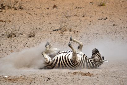12 Tag Olifant14