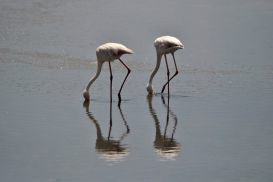 6_Tag_Walvis06