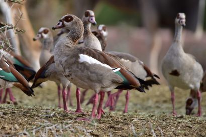 1_Nilgans_A19_2409