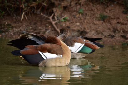 2_Nilgans_A19_2417