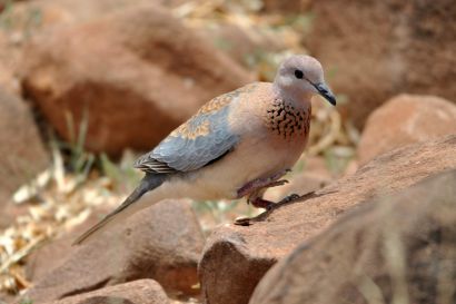 Senegaltaube_DSC_1674