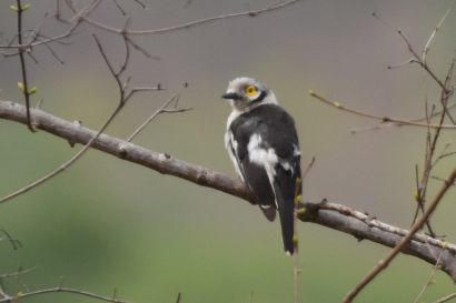 Vanga_2