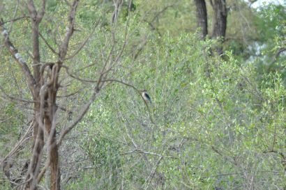 Kingfisher_2021_1