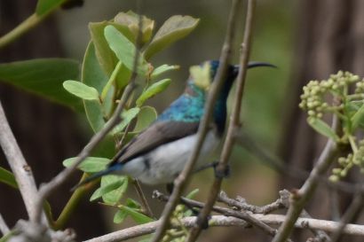 Nektarvogel_2021_1