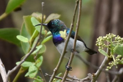 Nektarvogel_2021_2