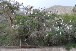 13 Tag Baum01