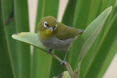 2_Brillenvogel_P1040143