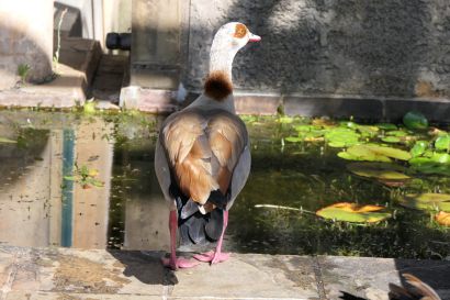 1_Nilgans_P1000452