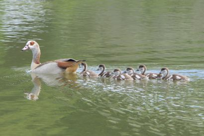 2_Nilgans_P1000601