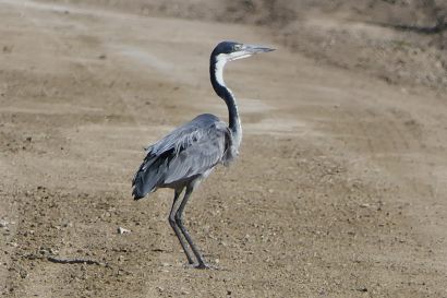 Schwarzhals_Reiher_P1000916