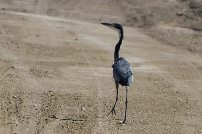 Schwarzhals_Reiher_P1000917