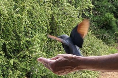 2_Rotschwingenstar_P1040798