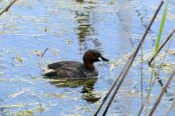 7 Tag Bird04