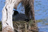 7 Tag Bird05