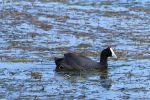 7 Tag Bird07a