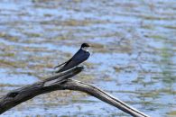7 Tag Bird08