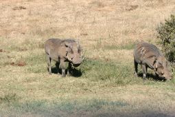 10_Tag_Addo48