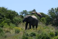 10_Tag_Addo18