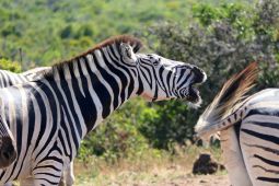 10_Tag_Addo35