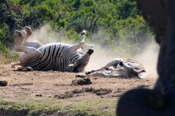 10_Tag_Addo37