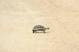 11_Tag_Addo03