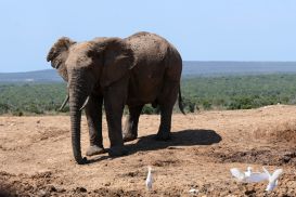11_Tag_Addo05