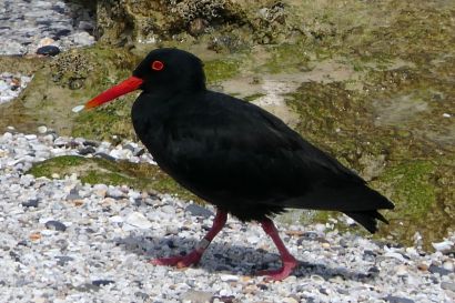2_Austernfischer_P1040063