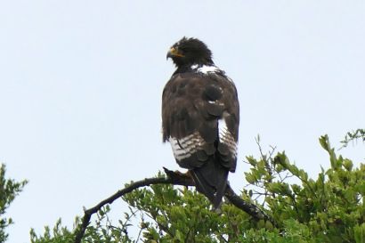 1_Felsenbussard_P1050031
