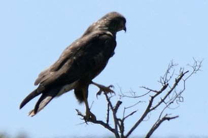 Maeusebussard_P1040757