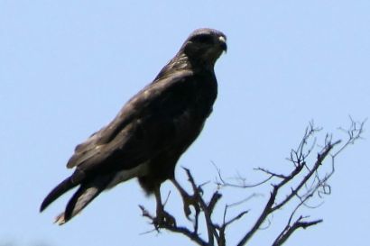 Maeusebussard_P1040758