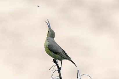 Malachitnektarvogel_P1040137