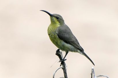 Malachitnektarvogel_P1040139