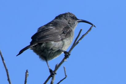 Russ-Nektarvogel_P1040289
