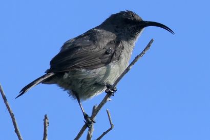 Russ-Nektarvogel_P1040290