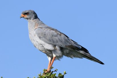 2_Singhabicht_P1040734