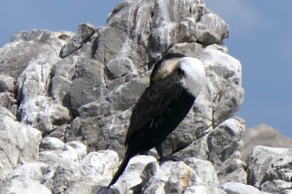 1_Weissbrustkormoran_P1030877