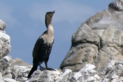 Weissbrustkormoran_P1030877