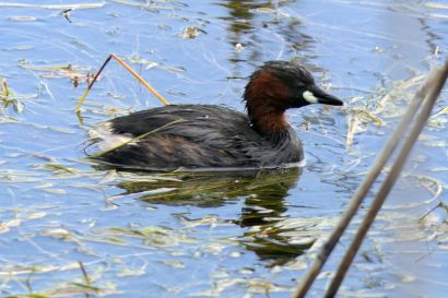 Zwergtaucher P1040200
