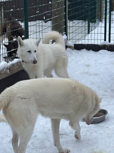 3_Tag_Hunde12