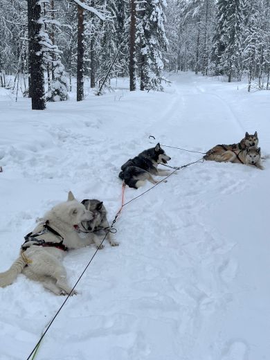 5_Tag_Hunde04
