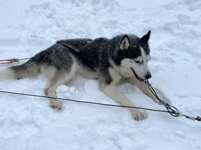 5_Tag_Hunde05