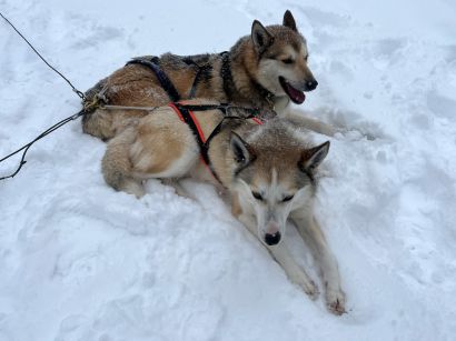 5_Tag_Hunde06