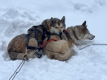 5_Tag_Hunde07