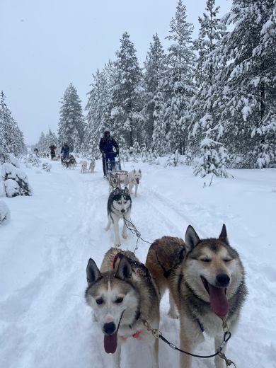 5_Tag_Hunde11