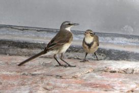 7 Tag Vogel2