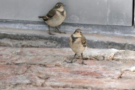 7 Tag Vogel3