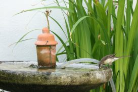 7 Tag Vogel6