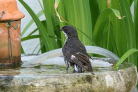 7 Tag Vogel8
